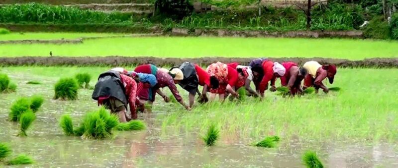 पहिलो पटक उपत्यका बाहिर राष्ट्रिय धान दिवस मनाउँदै सरकार, देशभर ९.८% रोपाइँ सम्पन्न