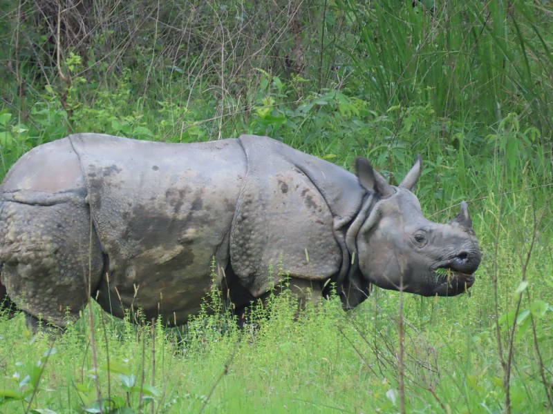 ८ महिनामा २० गैँडा मृत फेला