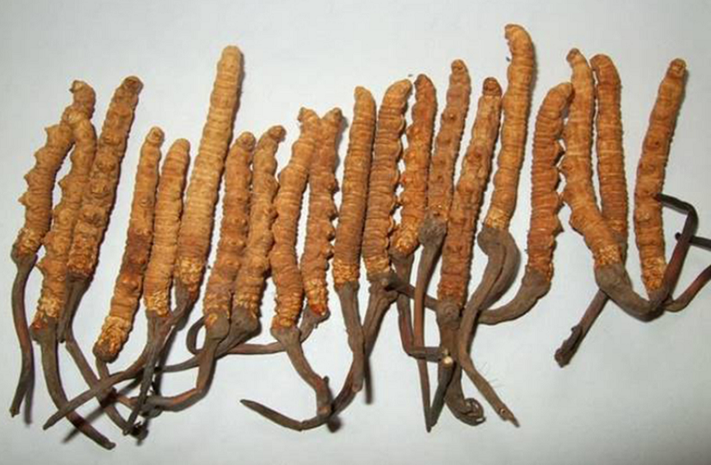 करिब दुई गुणाले घट्यो यार्सागुम्बाको निकासी