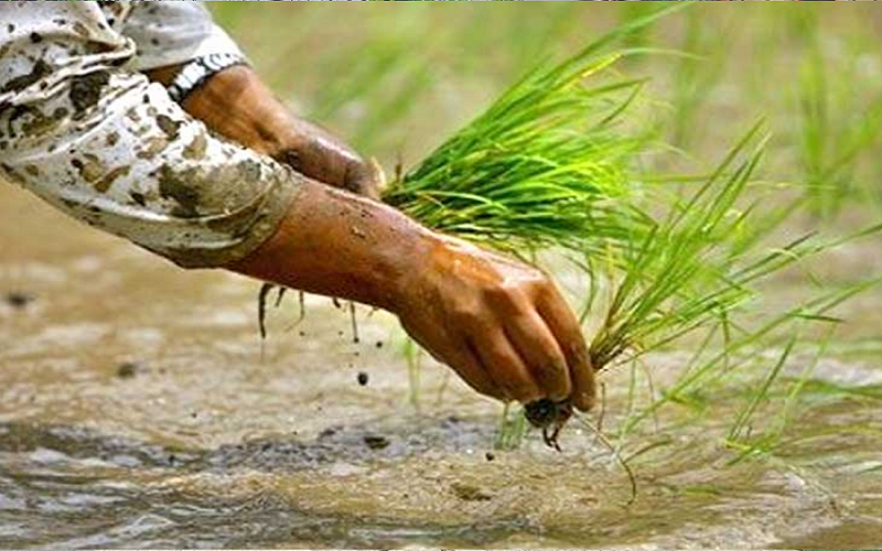 २२औं धान दिवस आज, ११ महिनामा करिब ३९ अर्बको चामल आयात