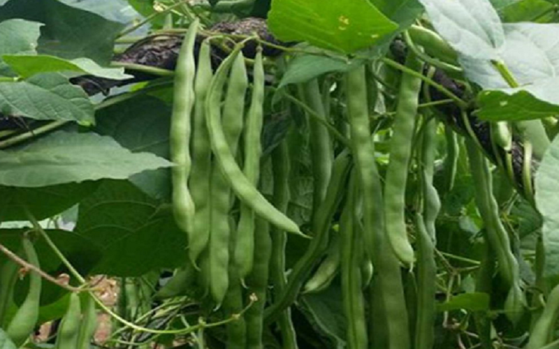 घिउ सिमीमा अत्यधिक विषादीको प्रयोग