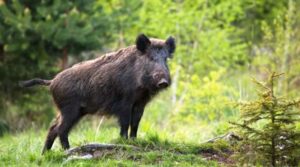 जंगली बँदेल पुनः कृषि हानिकारक वन्यजन्तु घोषणा