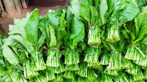 रायोको सागमा भेटियो अत्यधिक विषादी