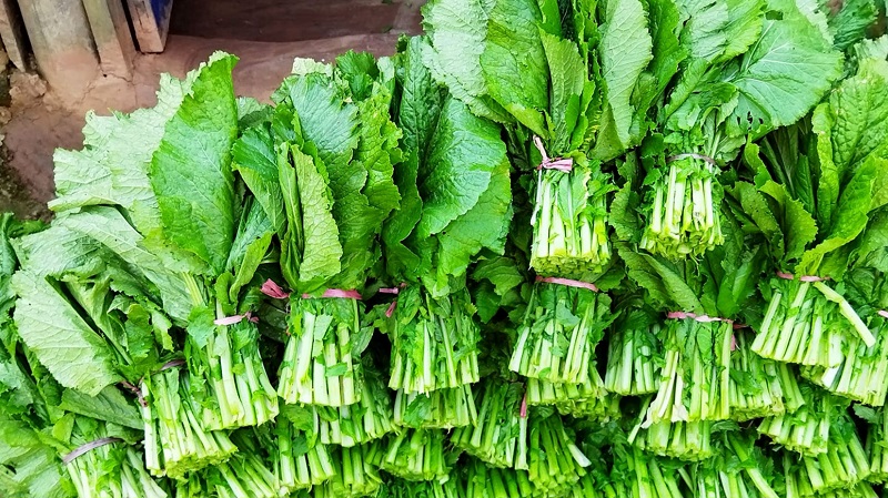 रायोको सागमा भेटियो अत्यधिक विषादी