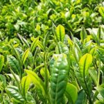 चिया निर्यातमा भारतीय अवरोध : भोलिदेखि इलामका ५३ उद्योग बन्द हुँदै 