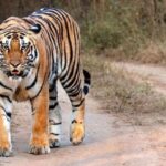 नेपालमा बाघको संख्या ४२९ पुग्यो, कहाँ कति ?