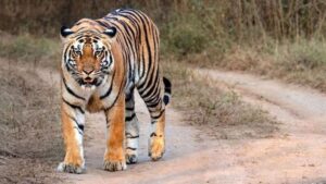 नेपालमा बाघको संख्या ४२९ पुग्यो, कहाँ कति ?