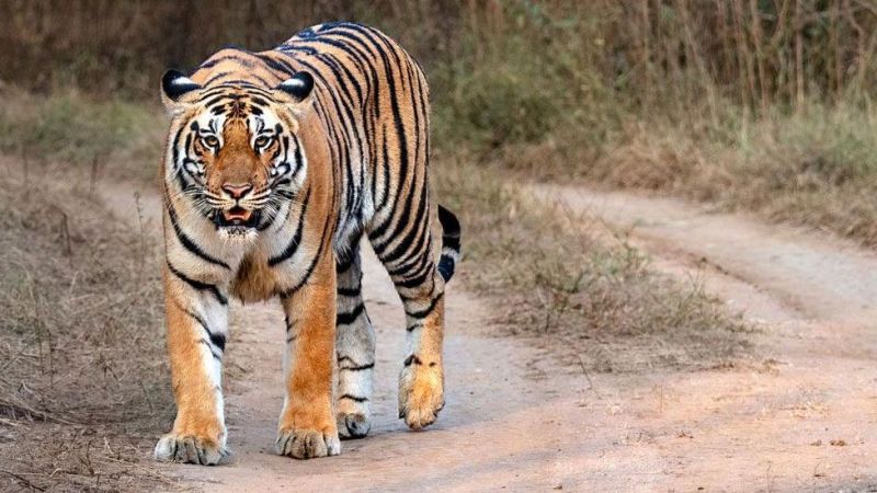 नेपालमा बाघको संख्या ४२९ पुग्यो, कहाँ कति ?