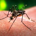 जापानी इन्सेफलाइटिसबाट २६ को मृत्यु, १२१ जनामा संक्रमण पुष्टि